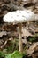 Cystolepiota