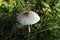 Cystolepiota mushroom