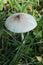 Cystolepiota mushroom