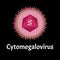 Cytamegalovirus structure. Viral infection cytomegalovirus. Sexually transmitted diseases. Infographics. Vector