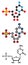 Cytidine monophosphate (CMP, cytidylate) RNA building block molecule