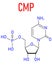 Cytidine monophosphate or CMP, cytidylate, RNA building block molecule. Skeletal formula.