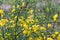 Cytisus, brooms yellow flowers on twig