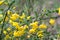 Cytisus, brooms yellow flowers on twig