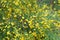 Cytisus, brooms yellow flowers on twig