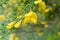 Cytisus, brooms yellow flowers on twig