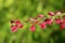 Cytisus flowering plant single branch with masses of brightly dark red coloured pea like flowers surrounded with tiny leaves