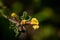 Cytisus hirsutus flower growing in forest, close up