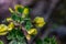 Cytisus hirsutus flower growing in forest, close up