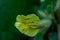 Cytisus hirsutus flower growing in forest, close up