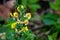 Cytisus hirsutus flower growing in forest, close up