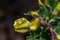 Cytisus hirsutus flower growing in forest, close up