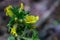 Cytisus hirsutus flower growing in forest, close up