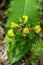 Cytisus hirsutus flower growing in forest, close up