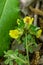 Cytisus hirsutus flower growing in forest, close up