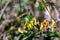 Cytisus hirsutus flower growing in forest, close up