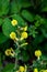 Cytisus hirsutus flower growing in forest, close up