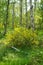 Cytisus scoparius blooms with yellow flowers in a birch grove in May. Berlin, Germany