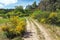 Cytisus scoparius, the common broom or Scotch broom