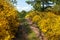 Cytisus scoparius common Scotch broom yellow flowering