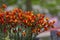 Cytisus scoparius lena ornamental flowers in bloom, yellow red orange bright color flowering plant