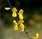 cytisus scoparius / scotch broom