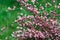 Cytisus scoparius spring blooming bush