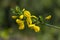 Cytisus scoparius yellow wild flowering common broom in bloom, scotch perennial leguminous flowering shrub