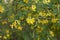Cytisus sessilifolius shrub in bloom