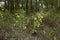 Cytisus sessilifolius shrub in bloom