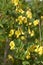 Cytisus sessilifolius shrub in bloom