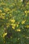 Cytisus sessilifolius shrub in bloom