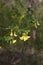 Cytisus sessilifolius shrub in bloom