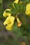 Cytisus sessilifolius shrub in bloom