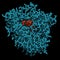 Cytochrome P450 (CYP3A4) liver enzyme in complex with the antibiotic erythromycin. 3D rendering based on protein data bank entry