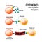 Cytokine receptor. signal transduction between cells.