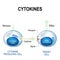 Cytokines include interferons, interleukins, lymphokines