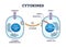 Cytokines process as micro proteins for cell signaling outline diagram
