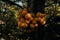 Cyttaria hariotii is a edible mushroom commonly called llao llao and pan de indio in ushuaia