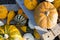 Czech agriculture and farming - autumnal pumpkins in the garden