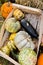 Czech agriculture and farming - autumnal pumpkins in the garden