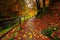 Czech autumn landscape with orange and yellow leaves in the water, dark forest in the background, Kamenice river, in Czech