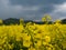 Czech countryside yellow rape field agriculture planting rural rapeseed scenery harvest rapeoil
