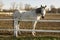 Czech horse breed, Starokladruby white domesticated horses on pasture