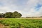 Czech landscape with green and gold fields, big trees and a highway bridge between the villages Brozany nad Ohri, Doksany and Hos