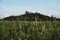 Czech middle age castle Kuneticka Hora with corn field under the blue summer sky (Pardubice)