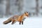 Czech nature. Red fox in white snow. Cold winter with orange furry fox. Hunting animal in the snowy meadow, Japan. Beautiful