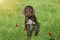 Czech pointer dog/  eight - week puppy of hunter dog named Cesky fousek