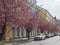 Czech Republic, Prague, April 13, 2019: Parkway with blooming sakura chrry trees on Karlinske namesti square park with