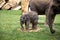Czech Republic. Prague. Prague Zoo. Little baby elephant. June 12, 2016